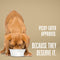 Nature’s Remedy Whole Body Health Support.  Human-Grade, Grain-Free, Whole Food Supplement for Dogs - Made in Our Own Kitchens